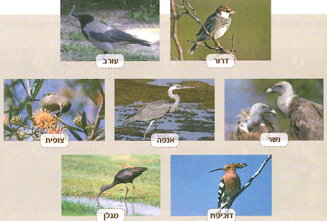 (בספר 6 תמונות, היעזר במנחה)